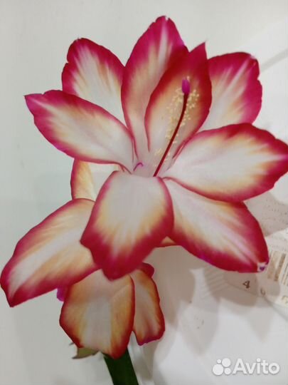 Декабрист сортовой- Samba Brazil