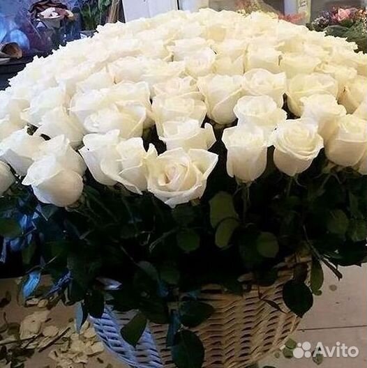 Букет роз 101 роза 51 роза