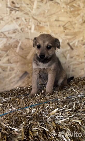 Собака в добрые руки отдам бесплатно