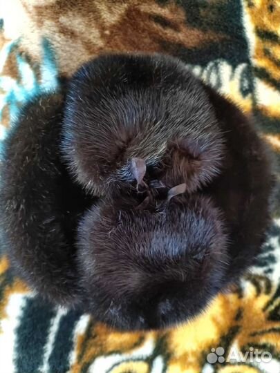 Норковая шапка мужская новая