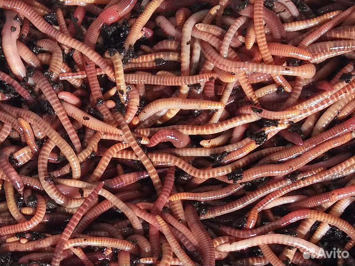 Черви(Навозник)