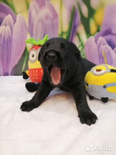 Щенки лабрадора