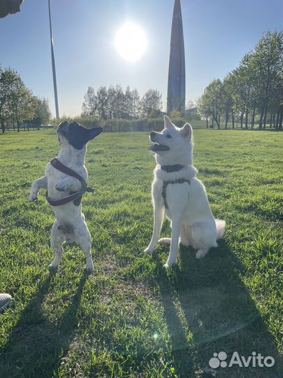 Кинолог - зоопсихолог