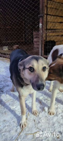 Собака девочка Мелисса