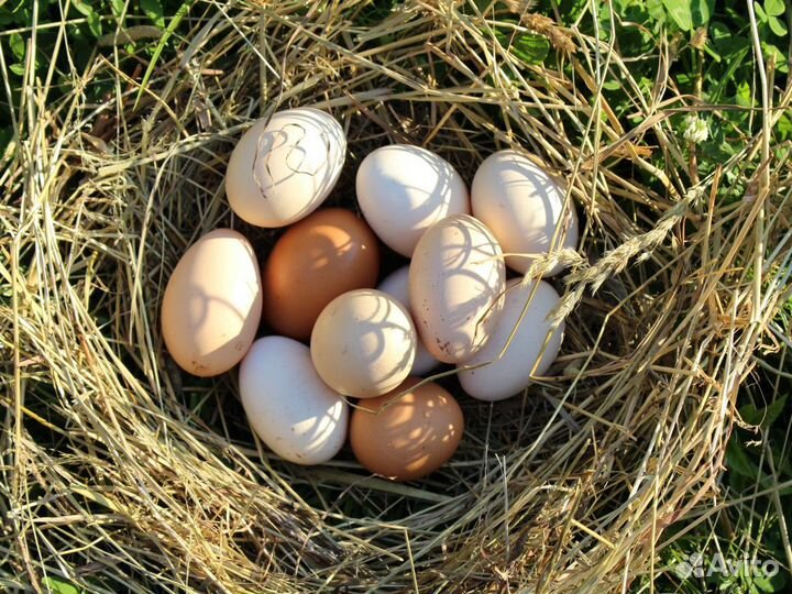 Продукты питания