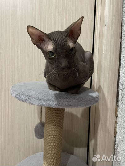 Вязка сфинкс