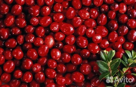 Брусника крупноплодная. Брусника сортировка. Брусника объекты екатеринбург. Брусника сортировка. Брусника сортировка.