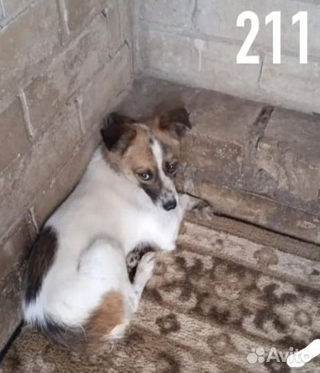 Малыш попал в отлов