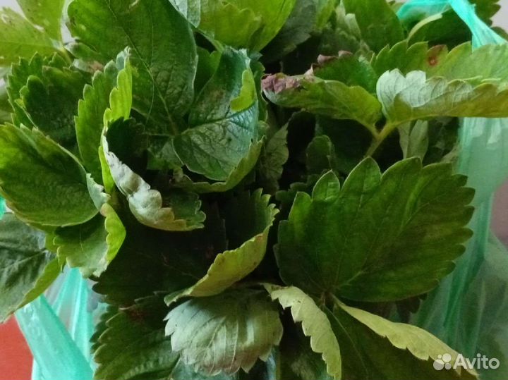 Рассада клубники(усы)