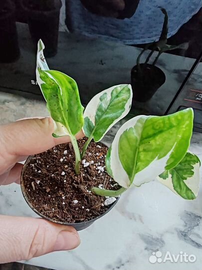 Эпипремнум, Сциндапсус, сингониум