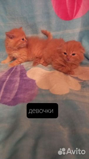 Котята шотландские