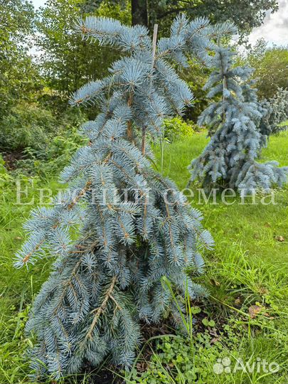 Семена голубой ели