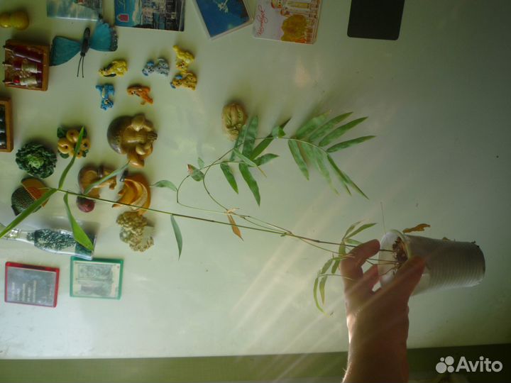 Бамбук прямой. Дендрокаламус стриктус