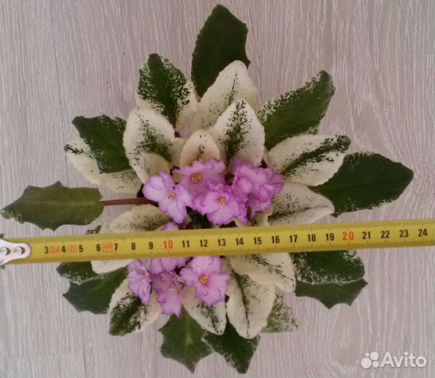 Сортовые фиалки