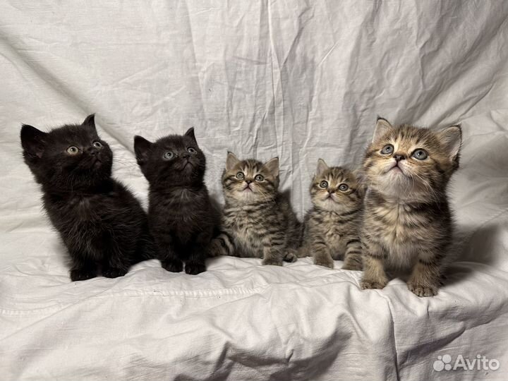 Британские котята