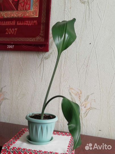 Лилия белоснежная комнатная-эухарис