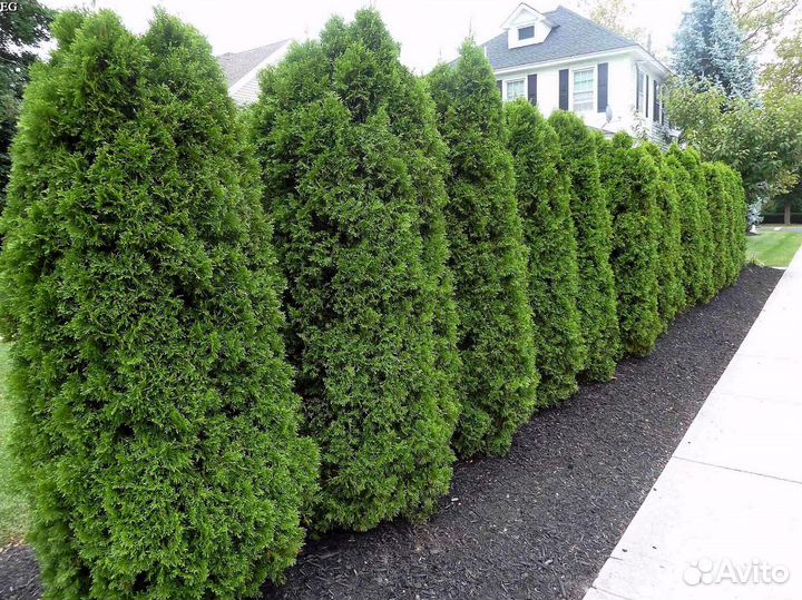 Туи с доставкой