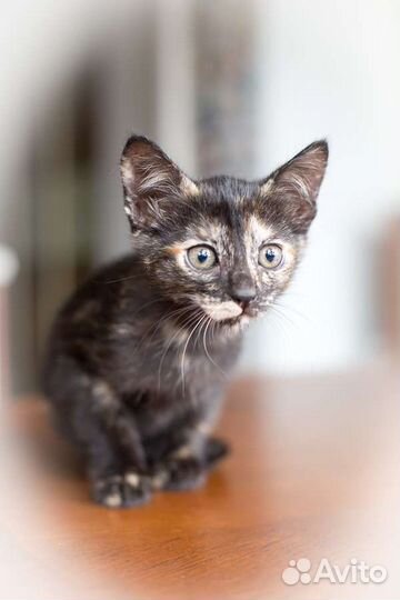 Кошка,котенок,2 месяца