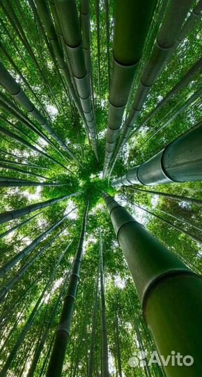 Бамбук на все случаи жизни)