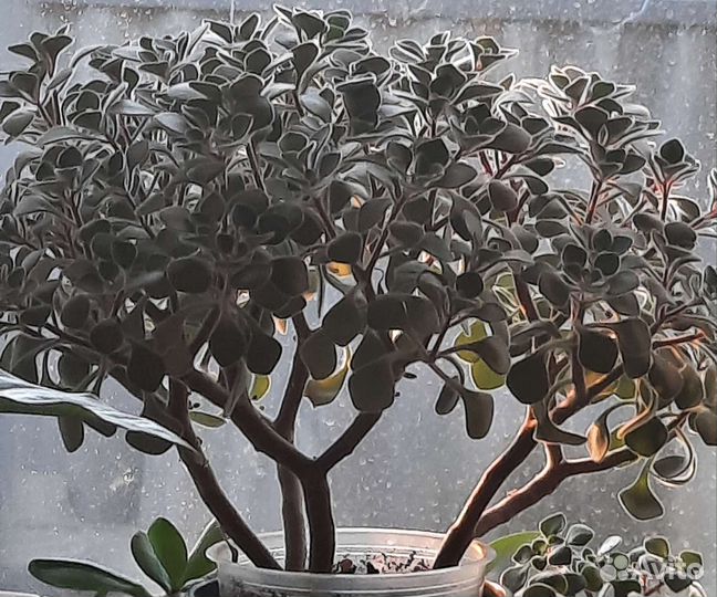 Аихризон дерево любви