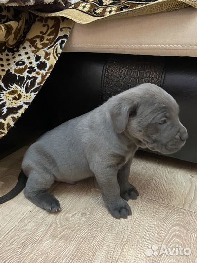 Щенки кане Корсо