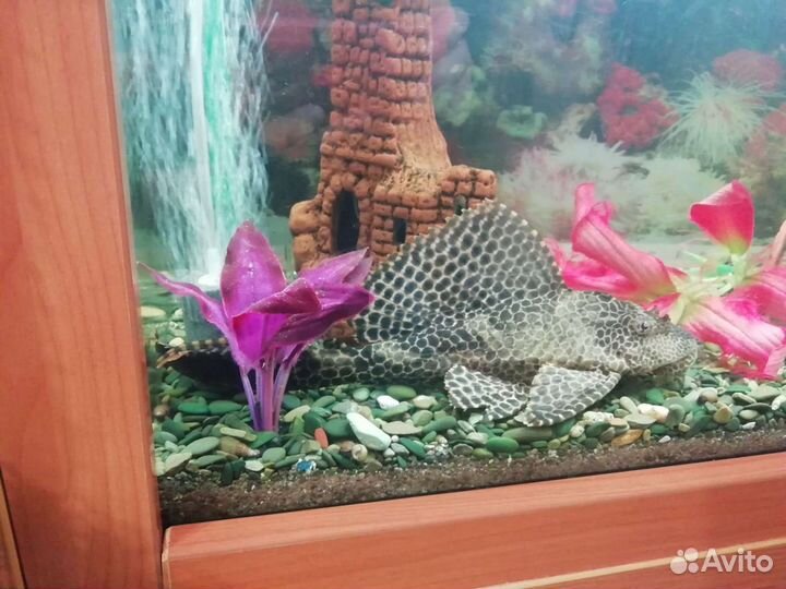 Парчовый сом