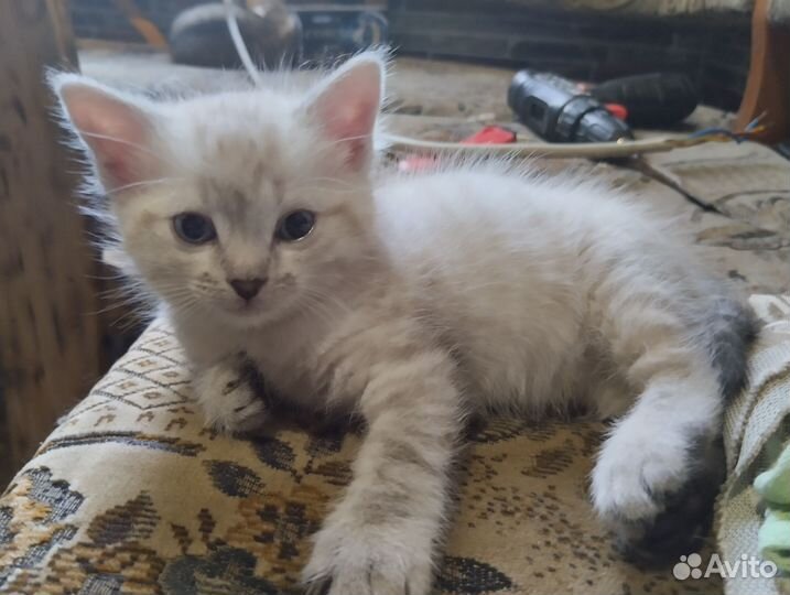 Сибирские котята