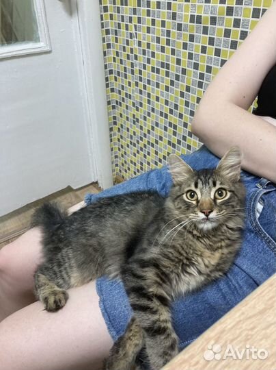 Кошка