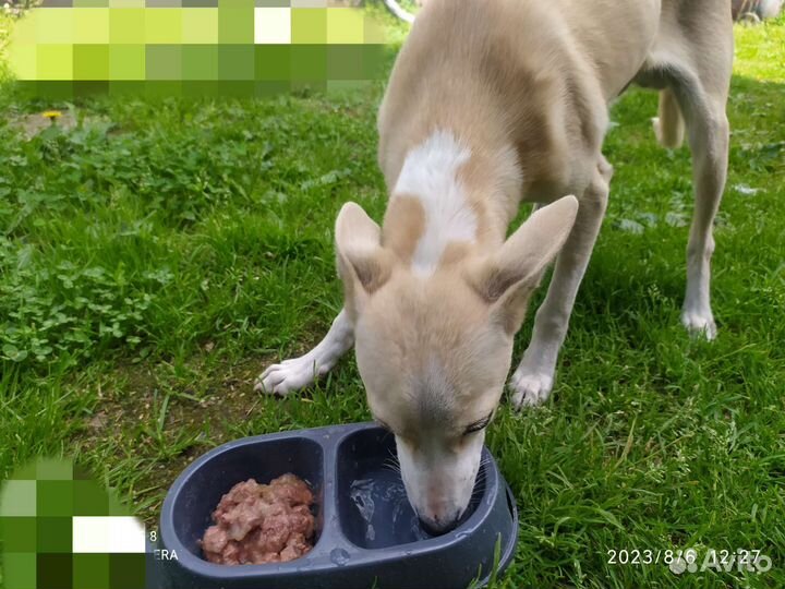 Левретка в добрые руки игривая любит детей