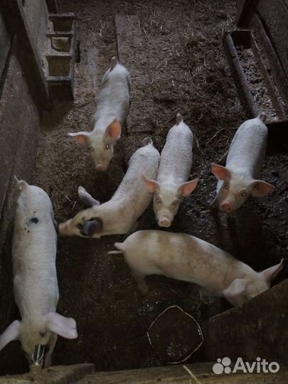 Поросята
