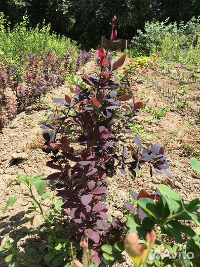 Саженцы барбариса краснолистного