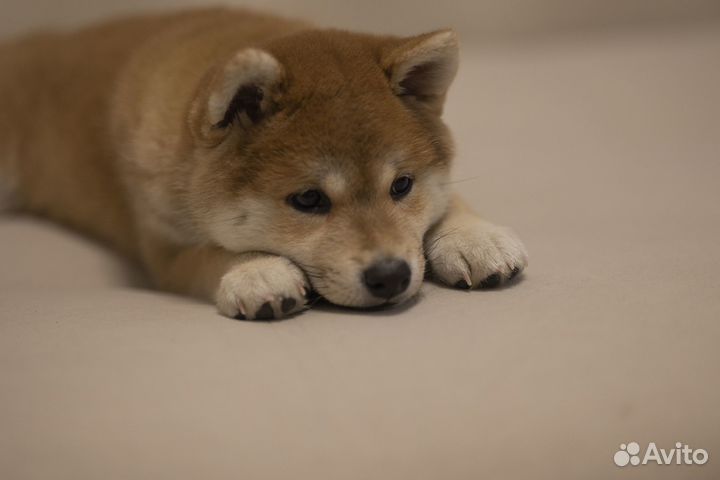 Щенки Сиба ину