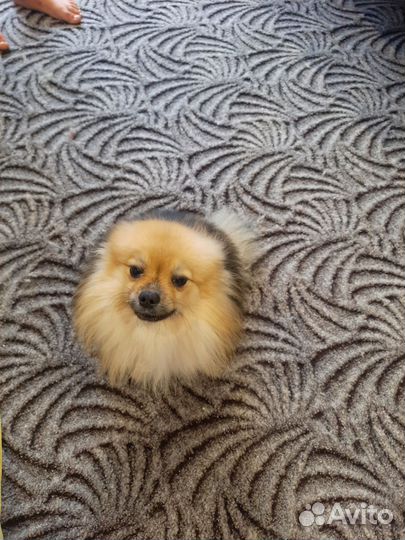 Померанский шпиц девочка