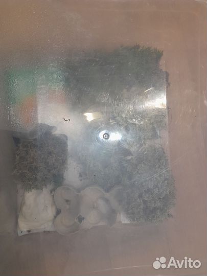 Терариум вместе с богомолятами и с 2 пауками