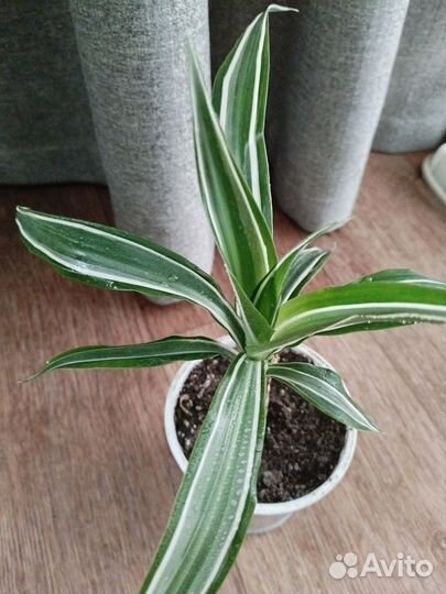 Пальма драцена