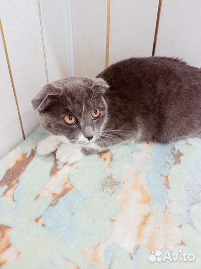 Котенок ищет дом