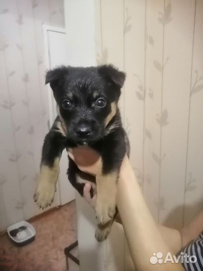 Щенок мальчик 1,5 месяца
