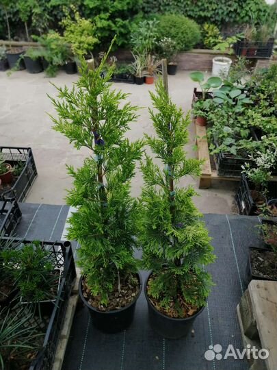 Кипарисовик Голд Райдер, Лейланд 2001, Кастлевелан