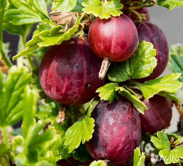 Продам плодовые кустарники