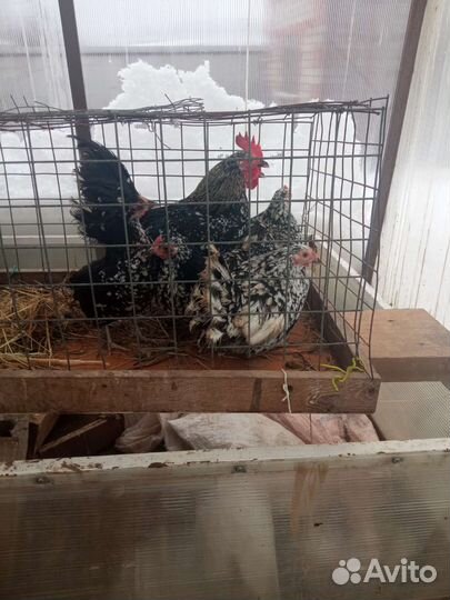 Продажа петухов