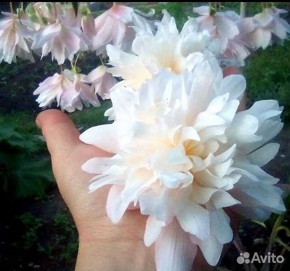 Бегонии ампельные