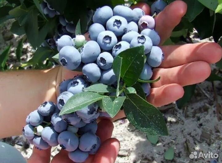 Саженцы голубики 4 и 5 летние плодоносящие