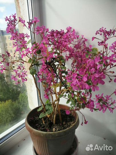 Домашние растения