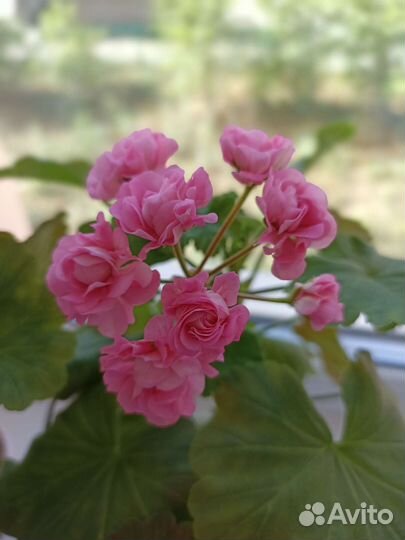 Пеларгония розебудная