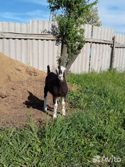 Американская ламанча,козлята, коза дойная