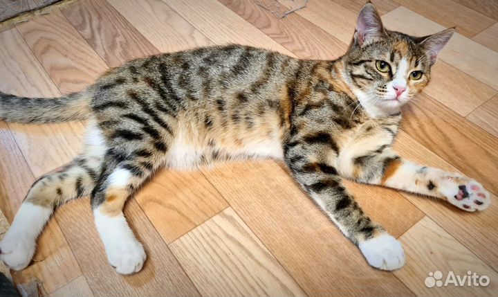 Кошка Веста