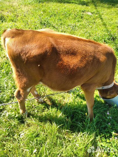 Продам телят