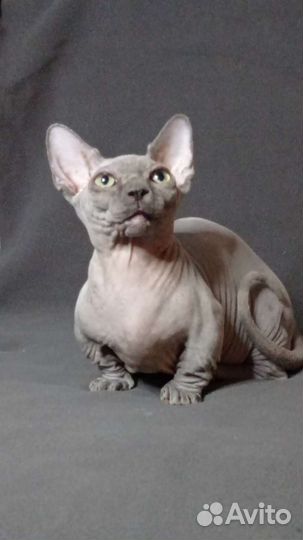 Бамбино. Канадский сфинкс