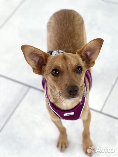 Крошечный песик в добрые руки