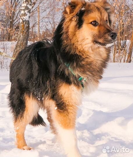 Щенок мальчик